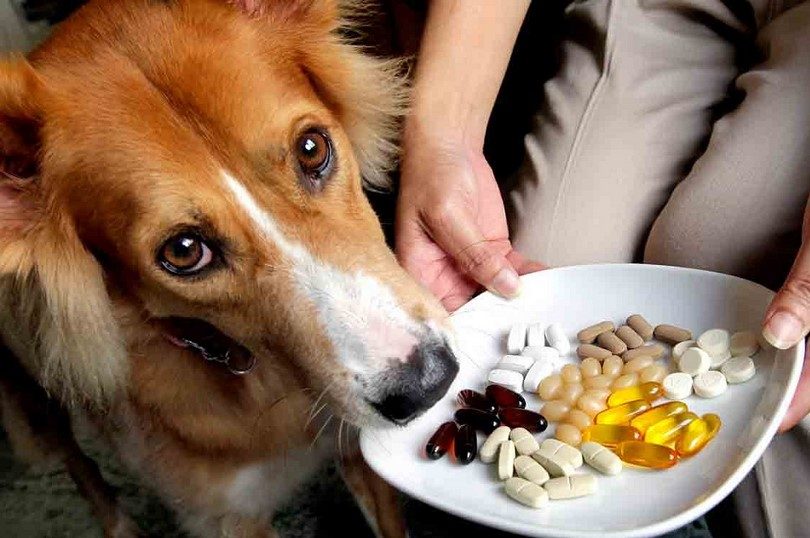 Dog-supplement-pills.jpg